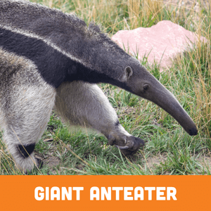 Giant Anteater