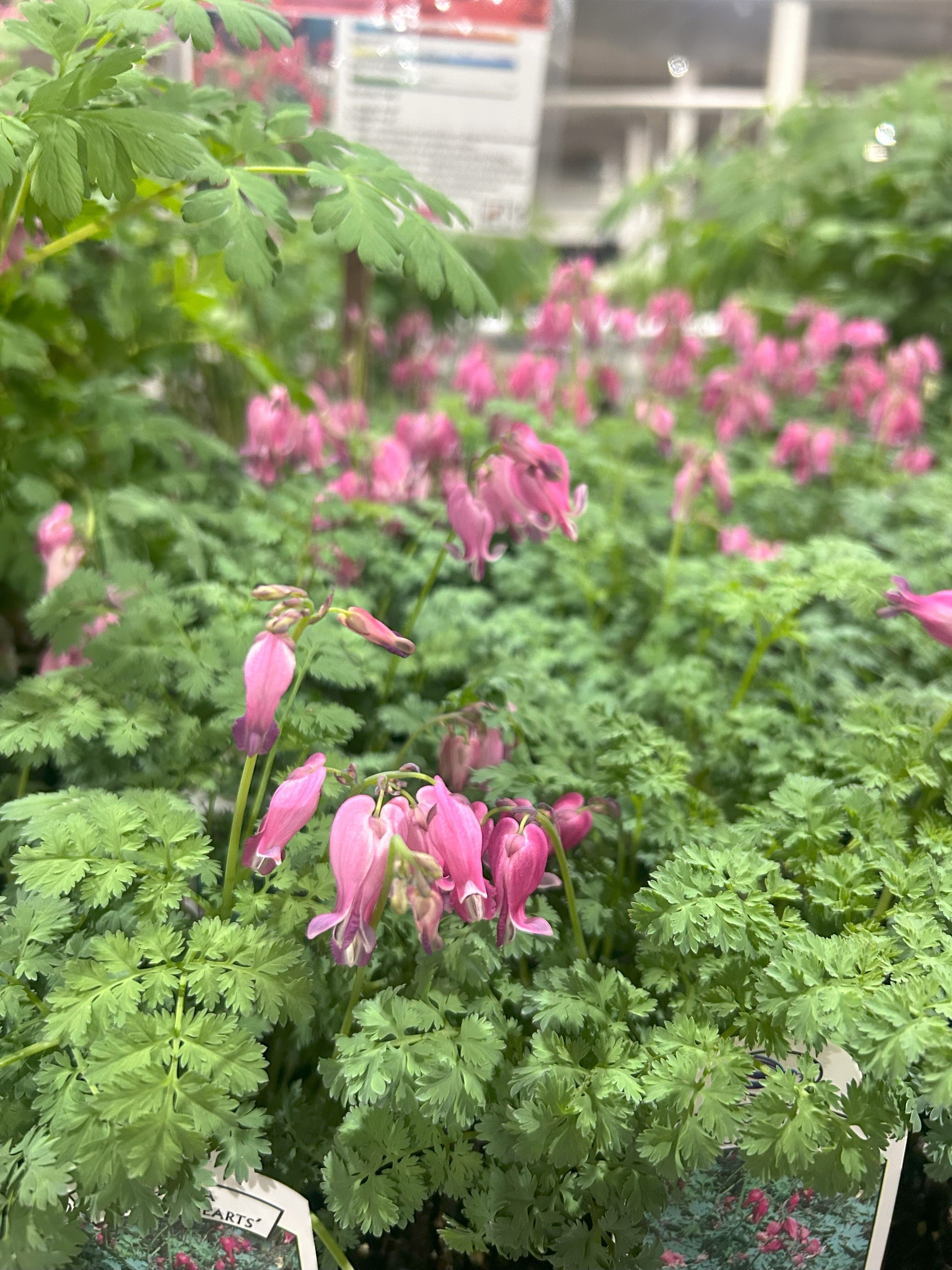 Be a Vendor at Spring Affair