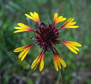 Lanceleaf Blanketflower