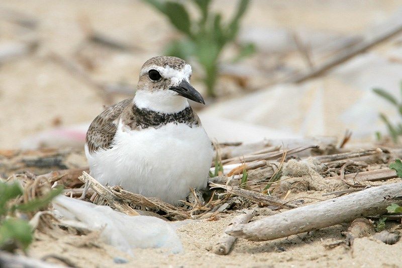 Wilson's Plover