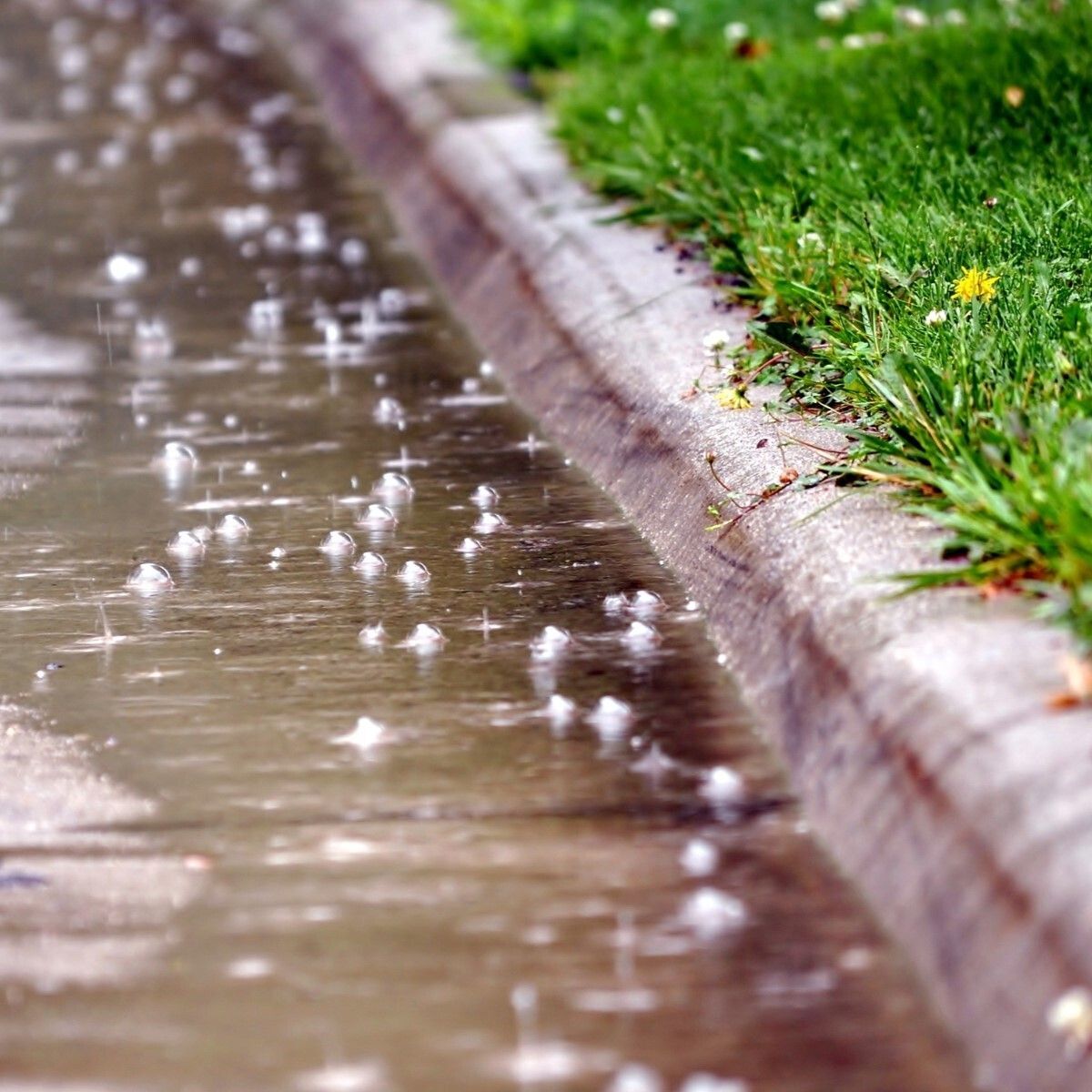 Only Rain Down the Storm Drain