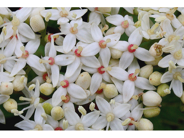 Red Osier Dogwood - Pack of 25 Seedlings (12"-18")