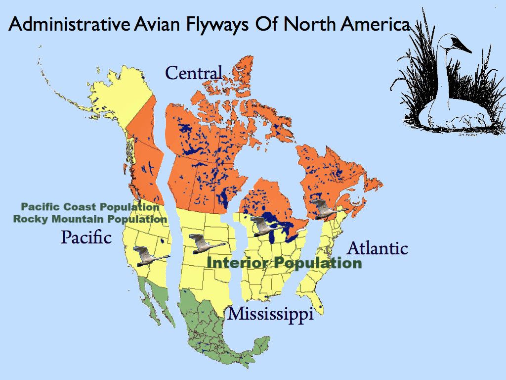 North American Flyways
