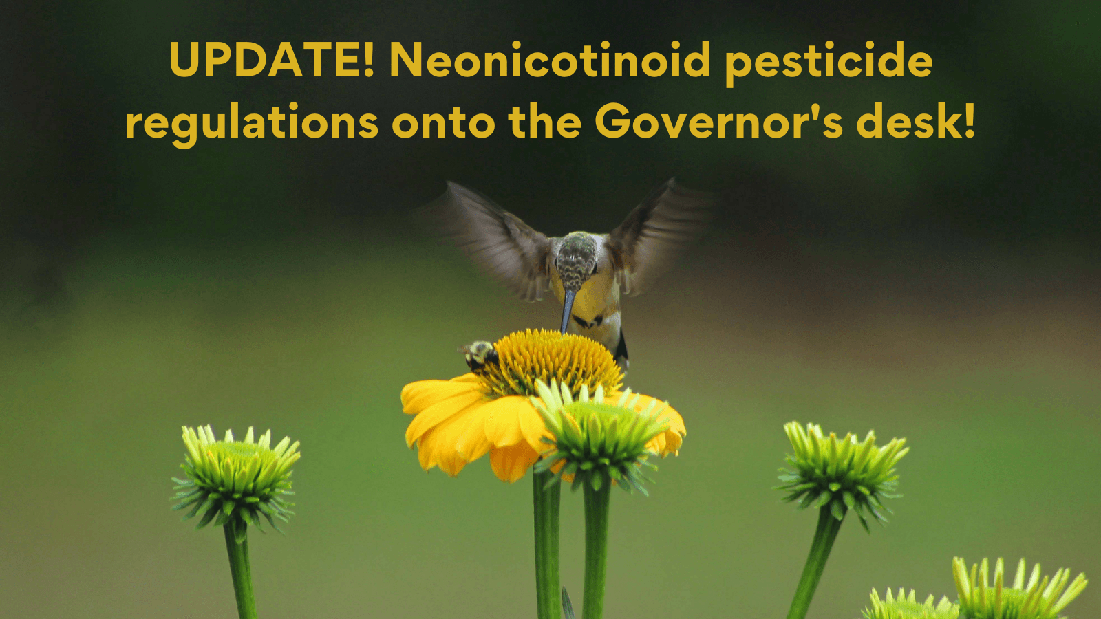 UPDATE! Neonicotinoid pesticide regulations onto the Governor's desk!