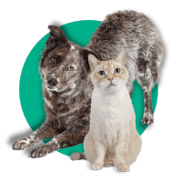 Adoption Application