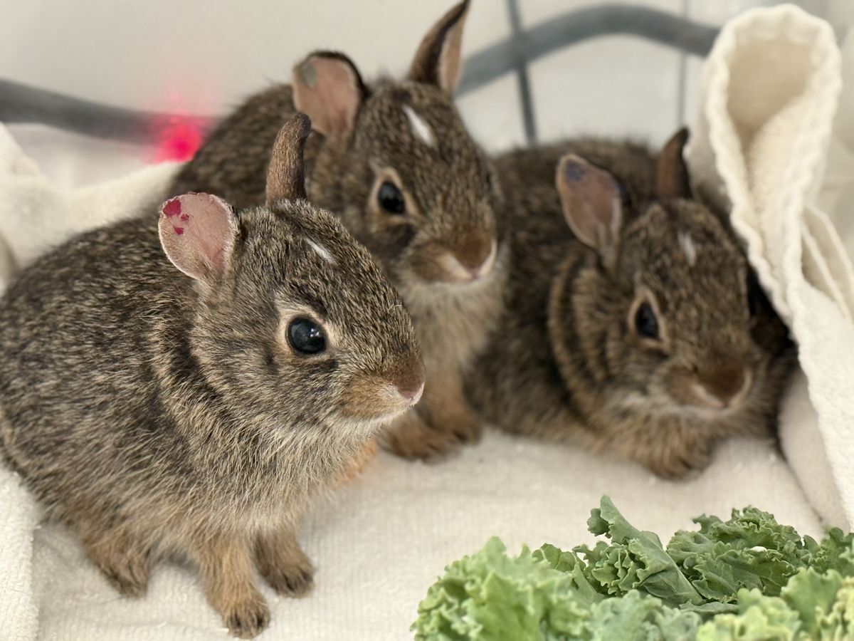 Baby Cottontail Rabbits at Nebraska Wildlife Rehab