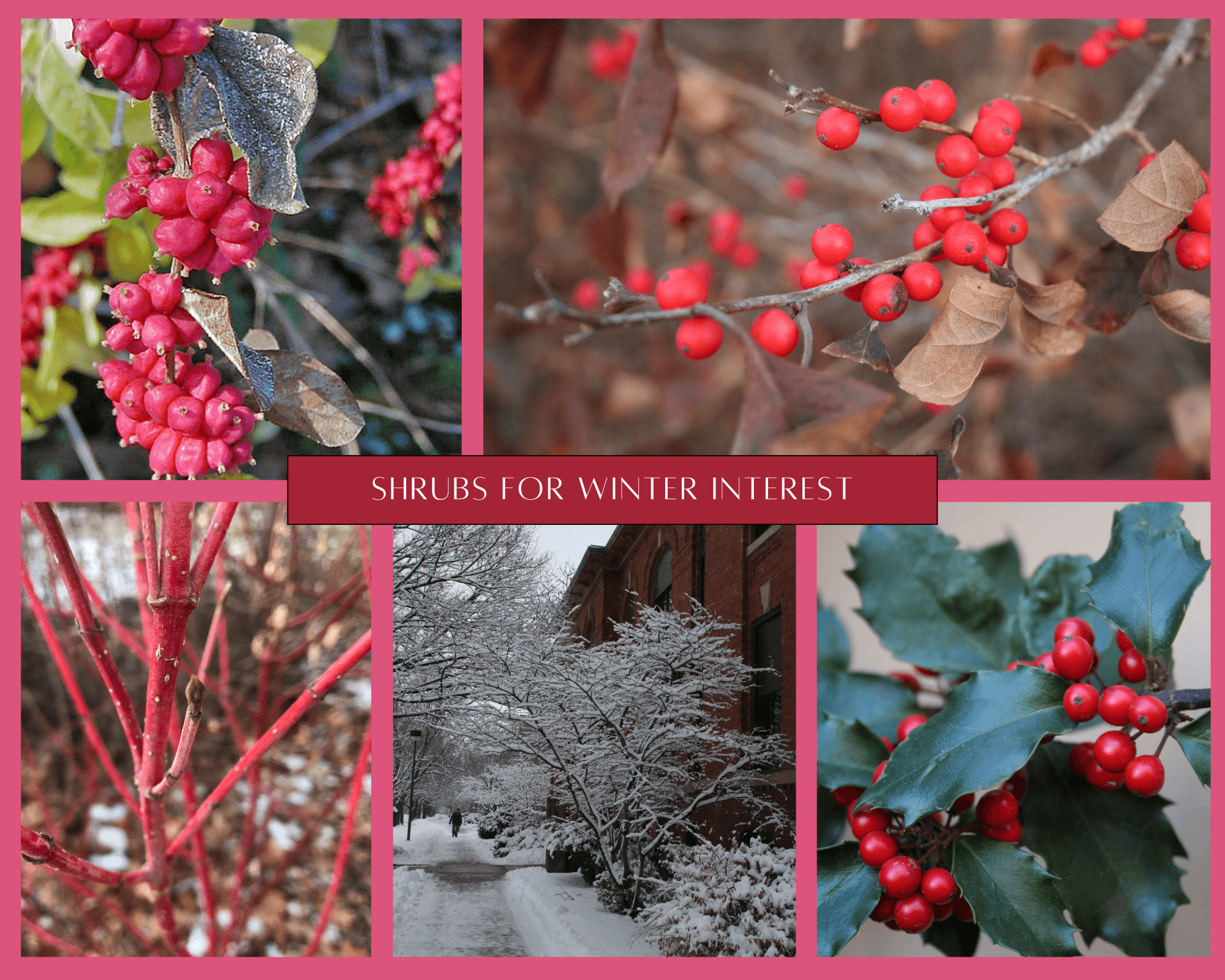 Five shrubs to add winter color and interest to your yard. 
