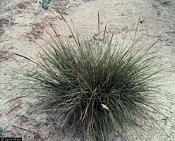 Gulf Cordgrass