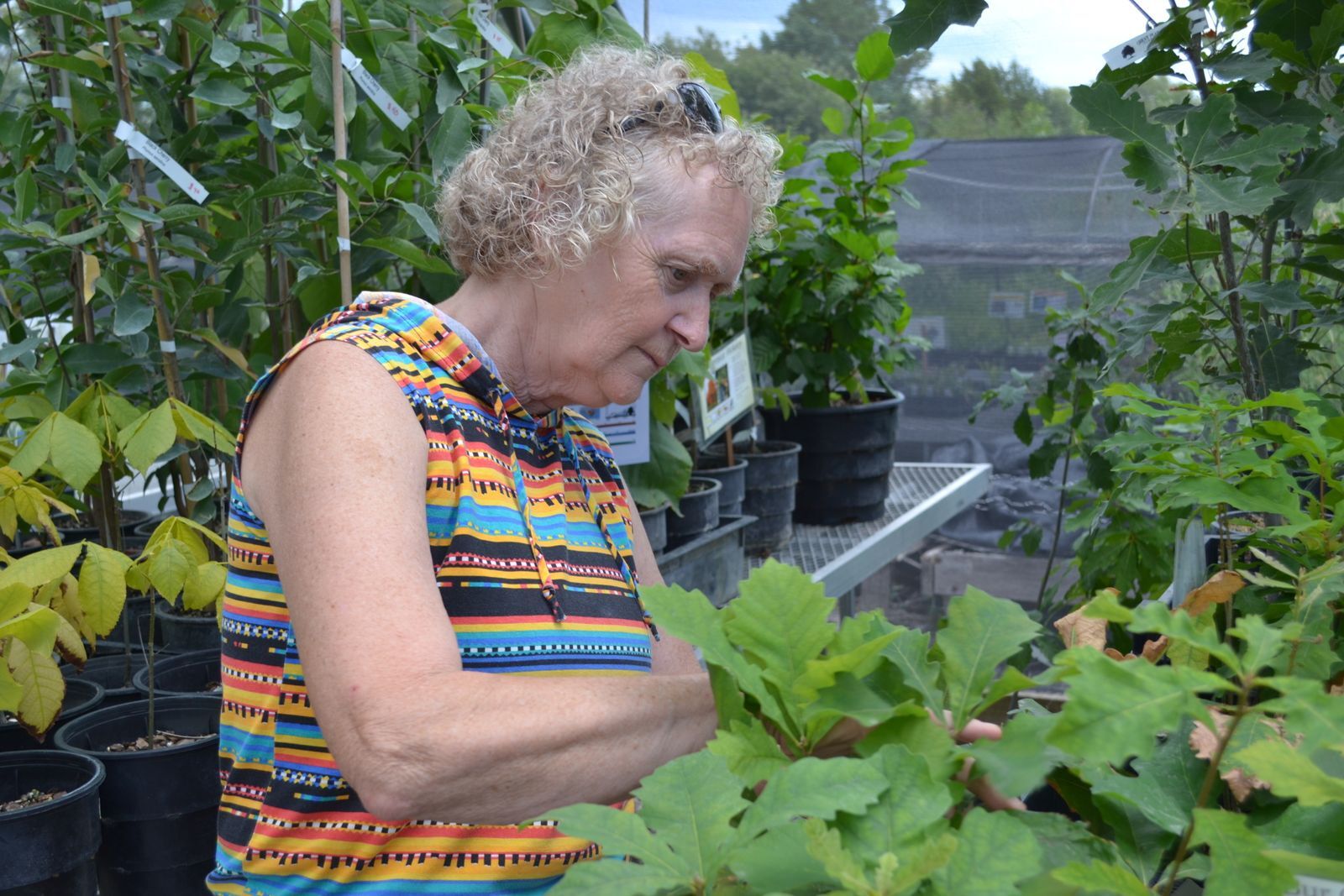A female volunteer wearing a striped shirt tends to the plants in the greenhouse.