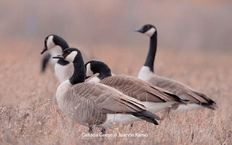 Canada Geese