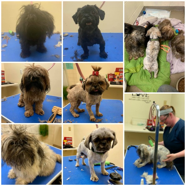 The Brady Bunch