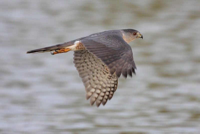 Cooper's Hawk