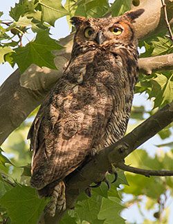 Great Horned Owl