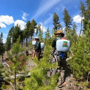 Invasive Weed Management and Mapping