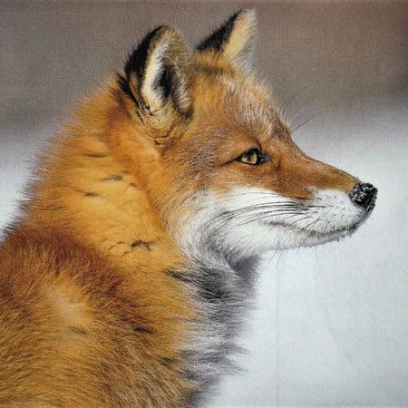 Colored Pencil Fox