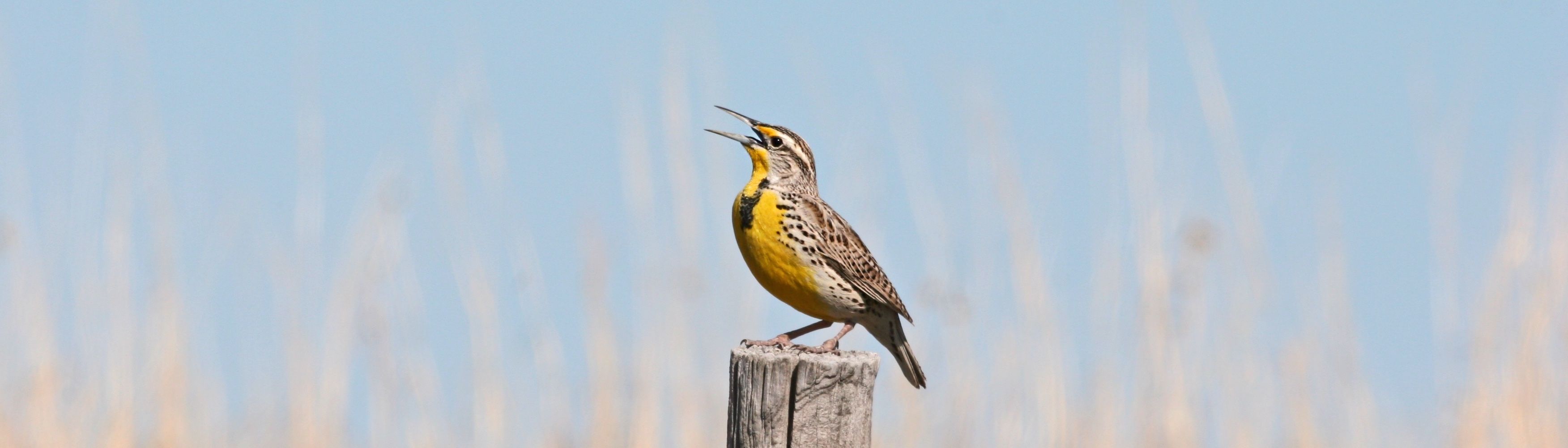 A Western Meadowlark in profile with its bill open, singing, with a blue sky in the background