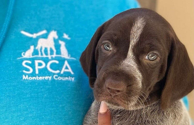 Buy SPCA Logo Clothing