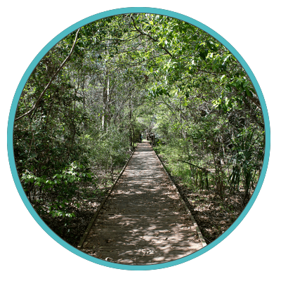 Boy Scout Woods