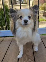 Squeak - ADOPTION PENDING