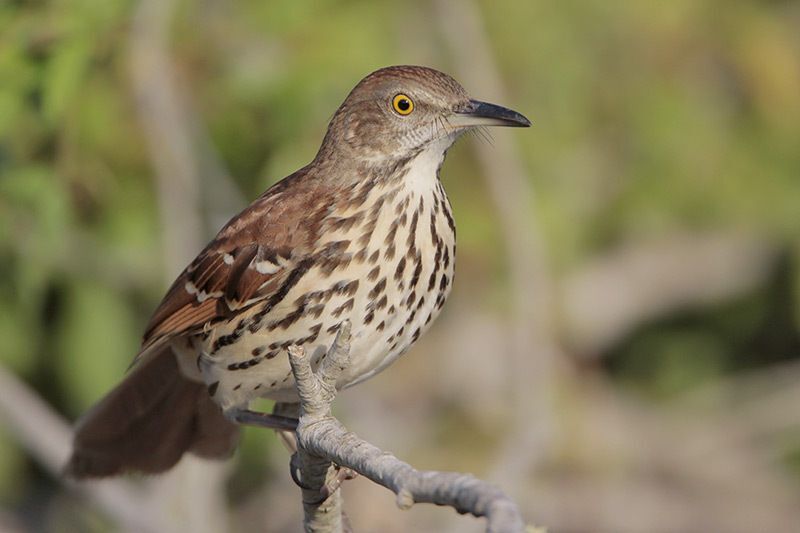 Brown Thrasher