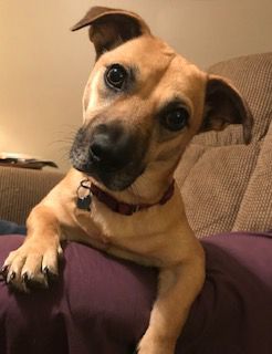 Harleigh - ADOPTED