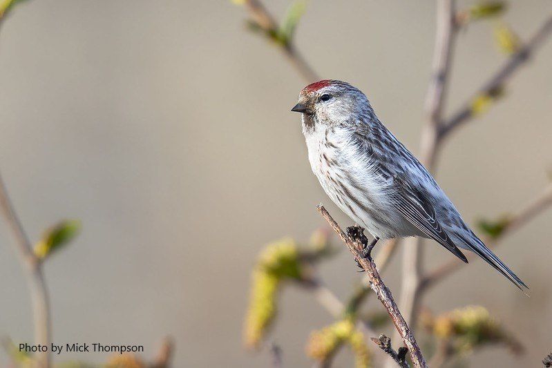 Common Redpoll