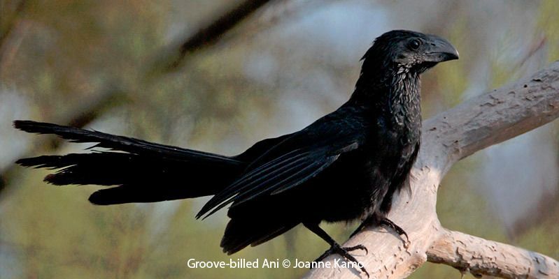 Groove-billed Ani 