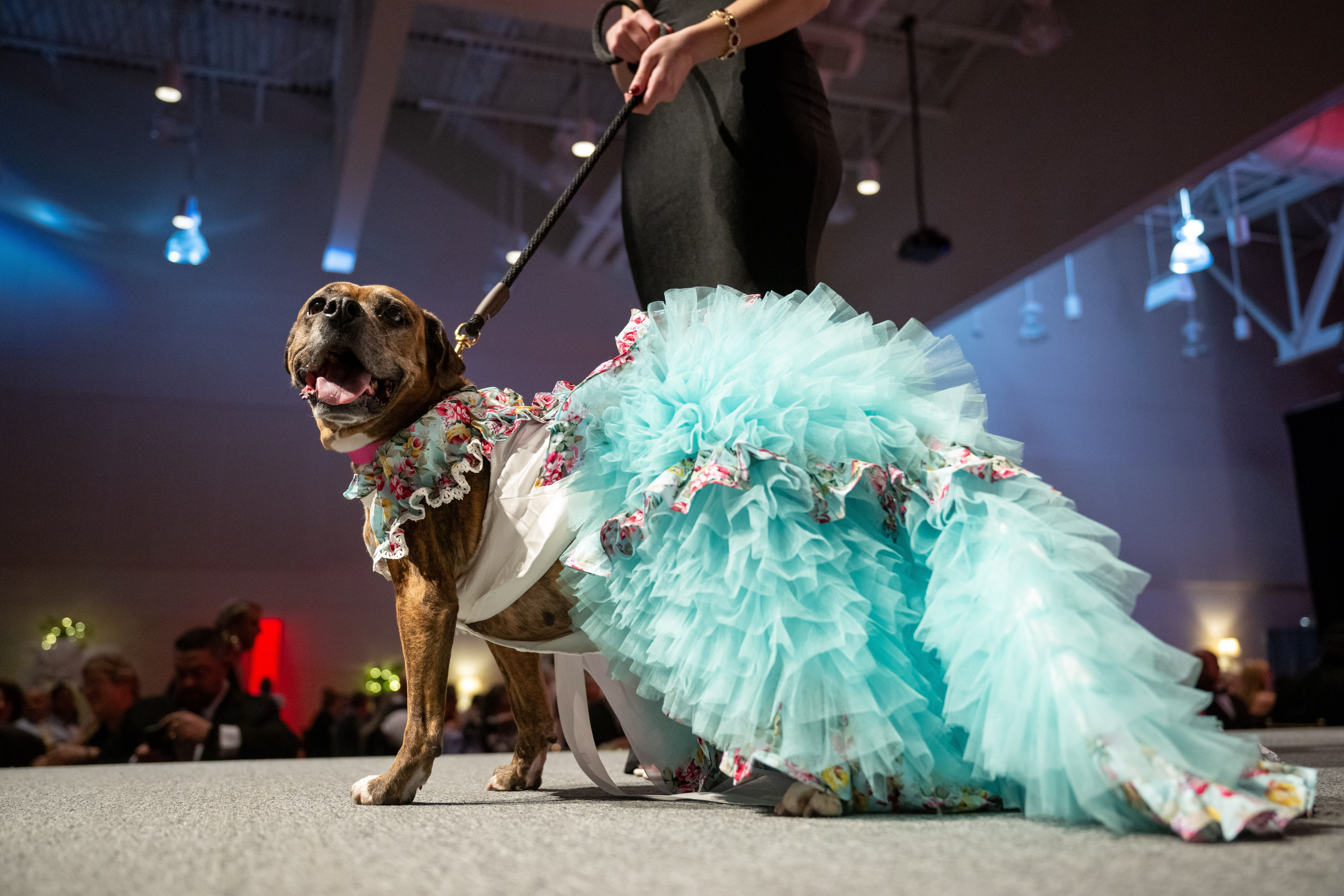 Dog in a Dress at a Fancy Event.