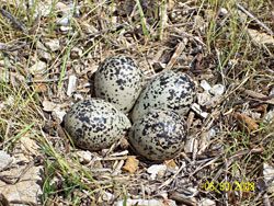 Killdeer nest