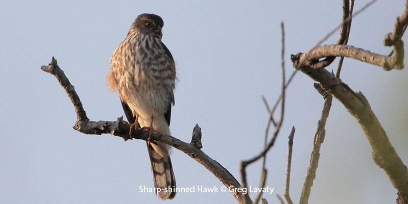 Sharp-shinned Hawk