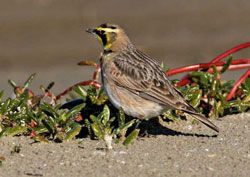 Beak of the Week: Horned Lark