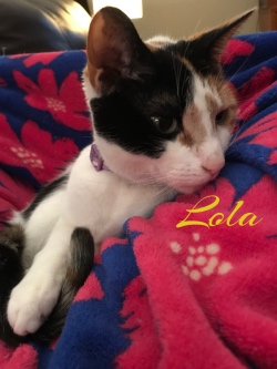 Lola 41419