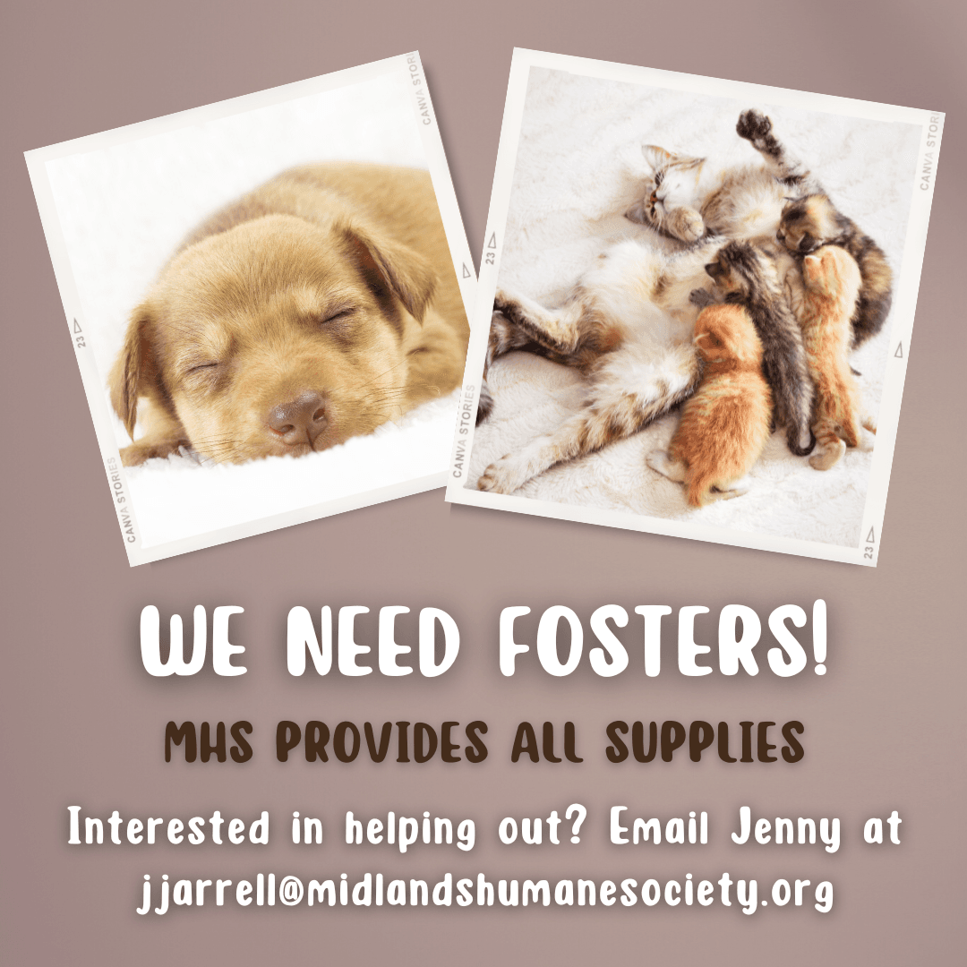 Fosters Needed