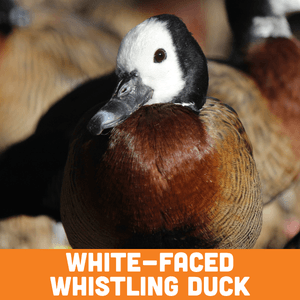 white faced whistling duck