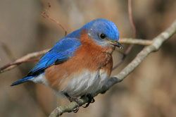 Eastern Bluebird (male)