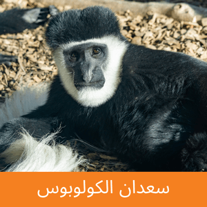 Black and White Colobus Monkey