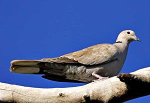 Beak of the Week: Eurasian Collared-Dove