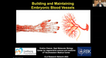Building and Maintaining Embryonic Blood Vessels
