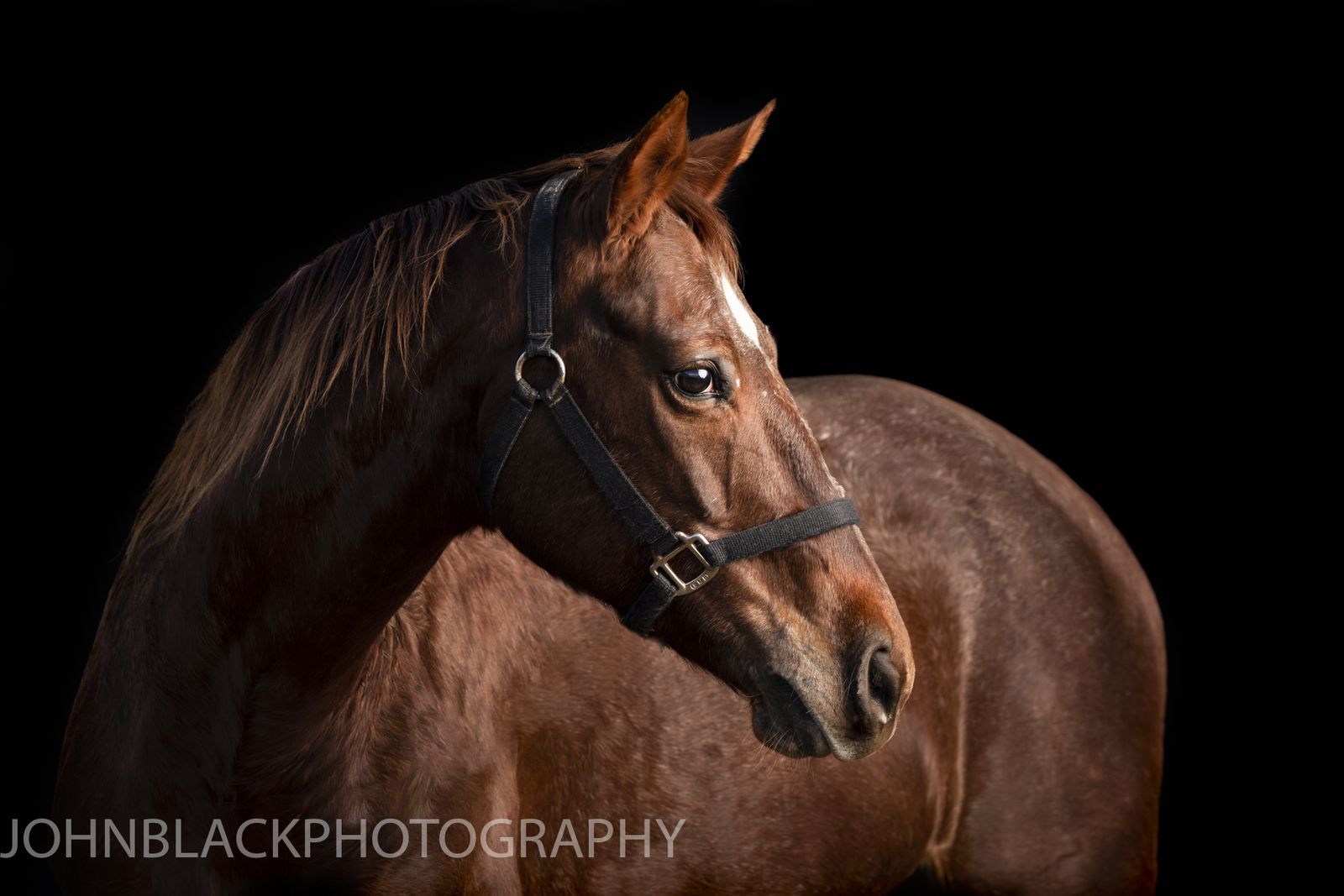 Horse Haven of Tennessee Home