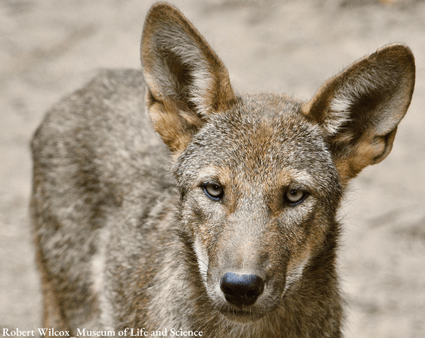 Adult Red Wolf facing forward with huge ears sticking up