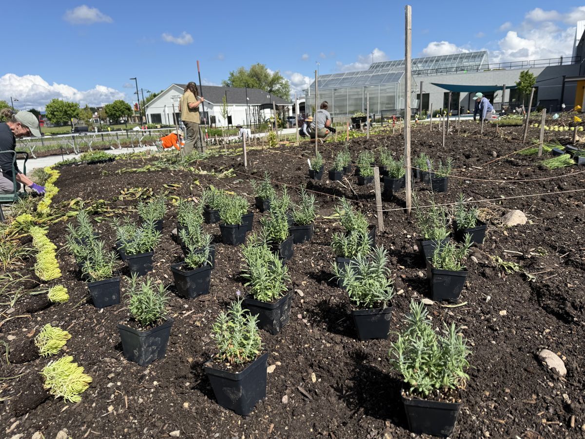 Thousands of plants are needed to fill this garden space 