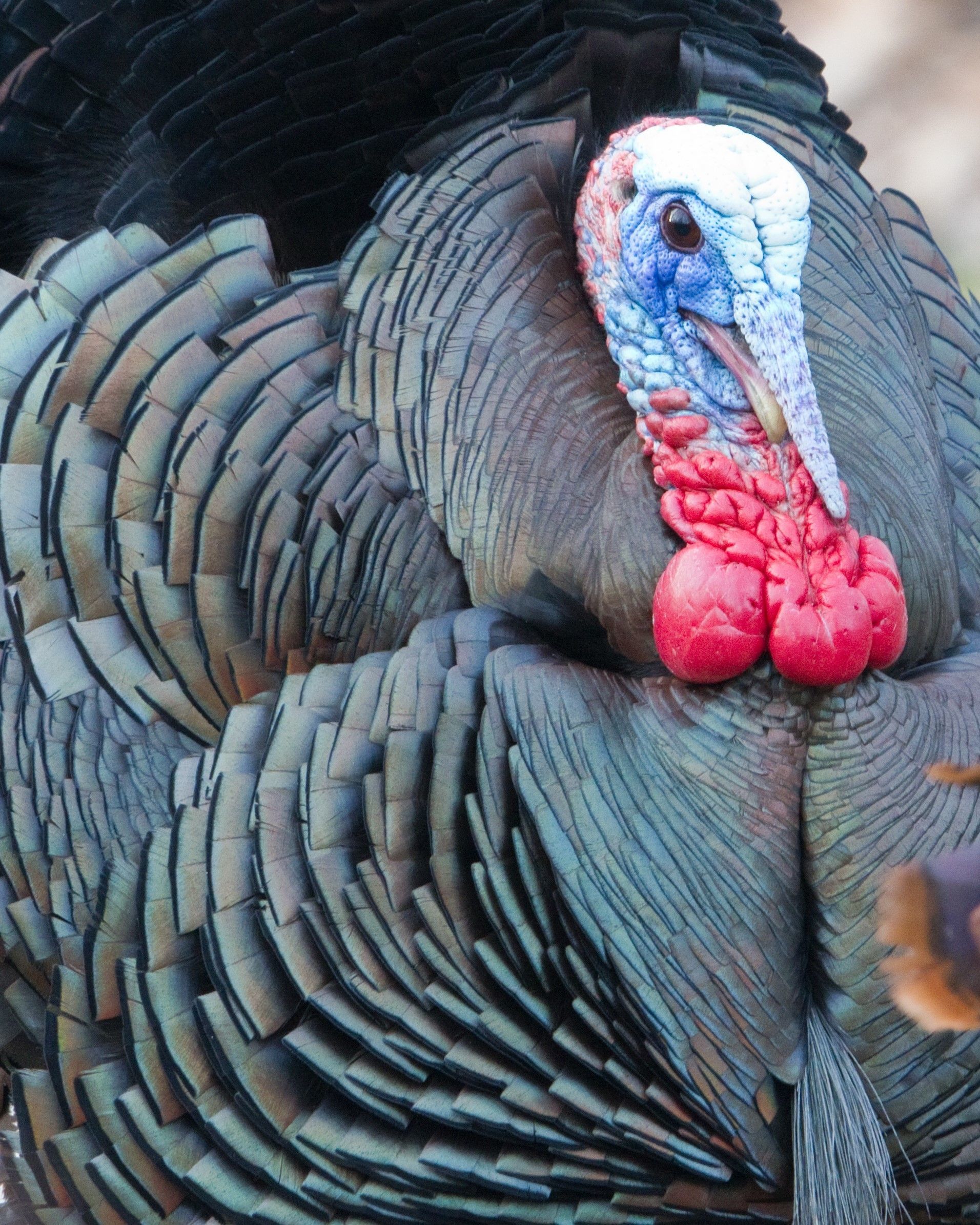 Youth Hunters Harvest 1,103 Wild Turkeys During Special Weekend