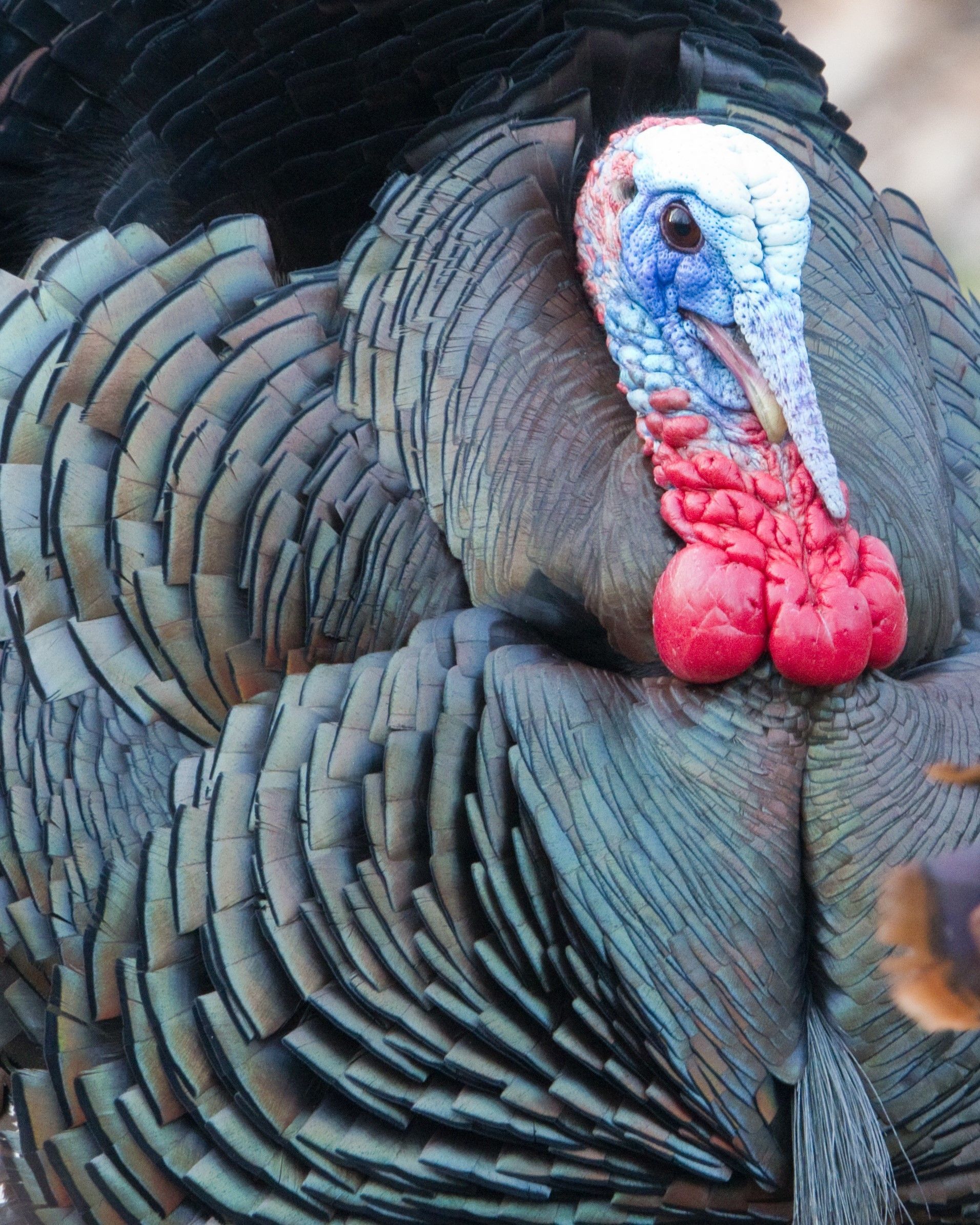 Caption: Ohio’s youth wild turkey hunters checked 1,103 birds during a special two-day season on April 9-10, 2022.