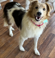 Douglas - ADOPTED