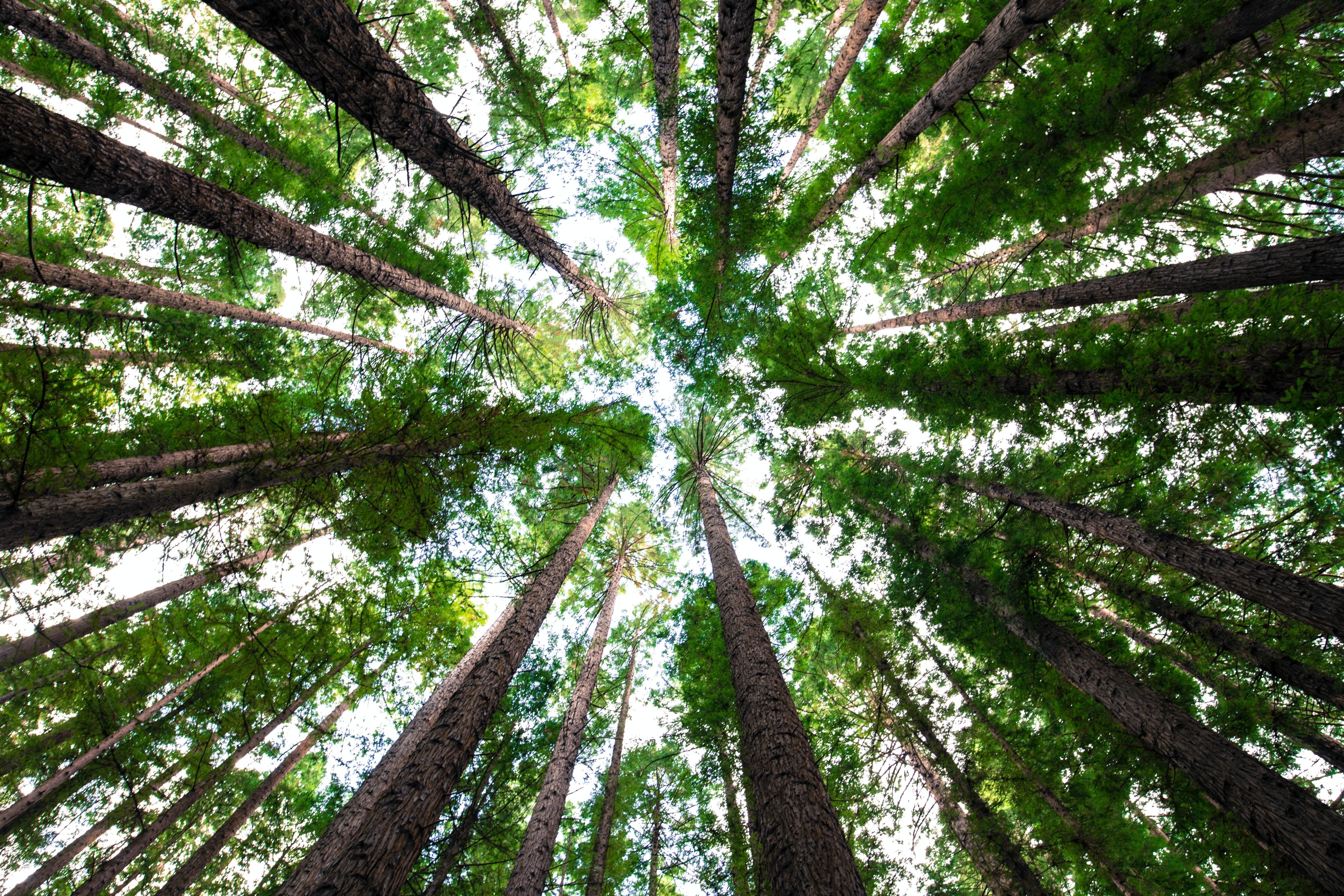 EEN Applauds Bipartisan Trillion Trees and Natural Carbon Storage Act