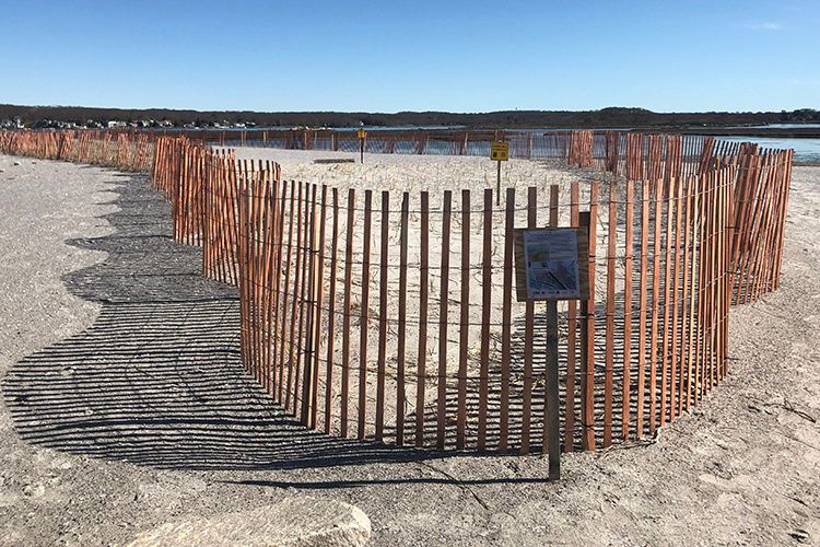 Big and Little Changes at Quonnie | LET'S GO BIRDING | By Audubon Society of Rhode Island Naturalist Laura Carberry, Quonochontaug Pond, South County, Salt Marsh Sparrow