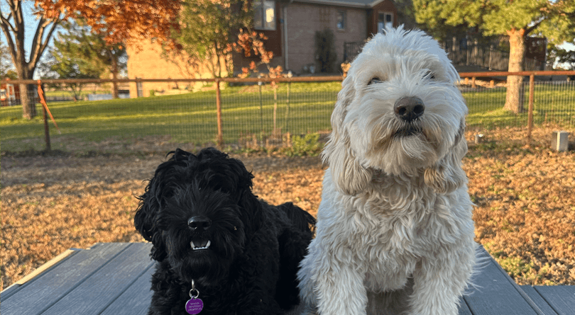 Dogs in training posing on platform outside