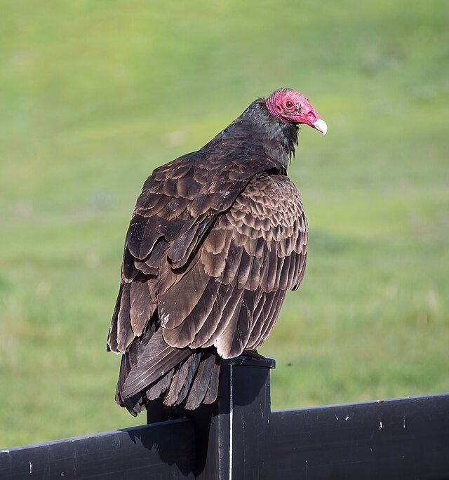 A Turkey Vulture with a red bald head and dark brown feathers perched on a fence against a blurred green background.