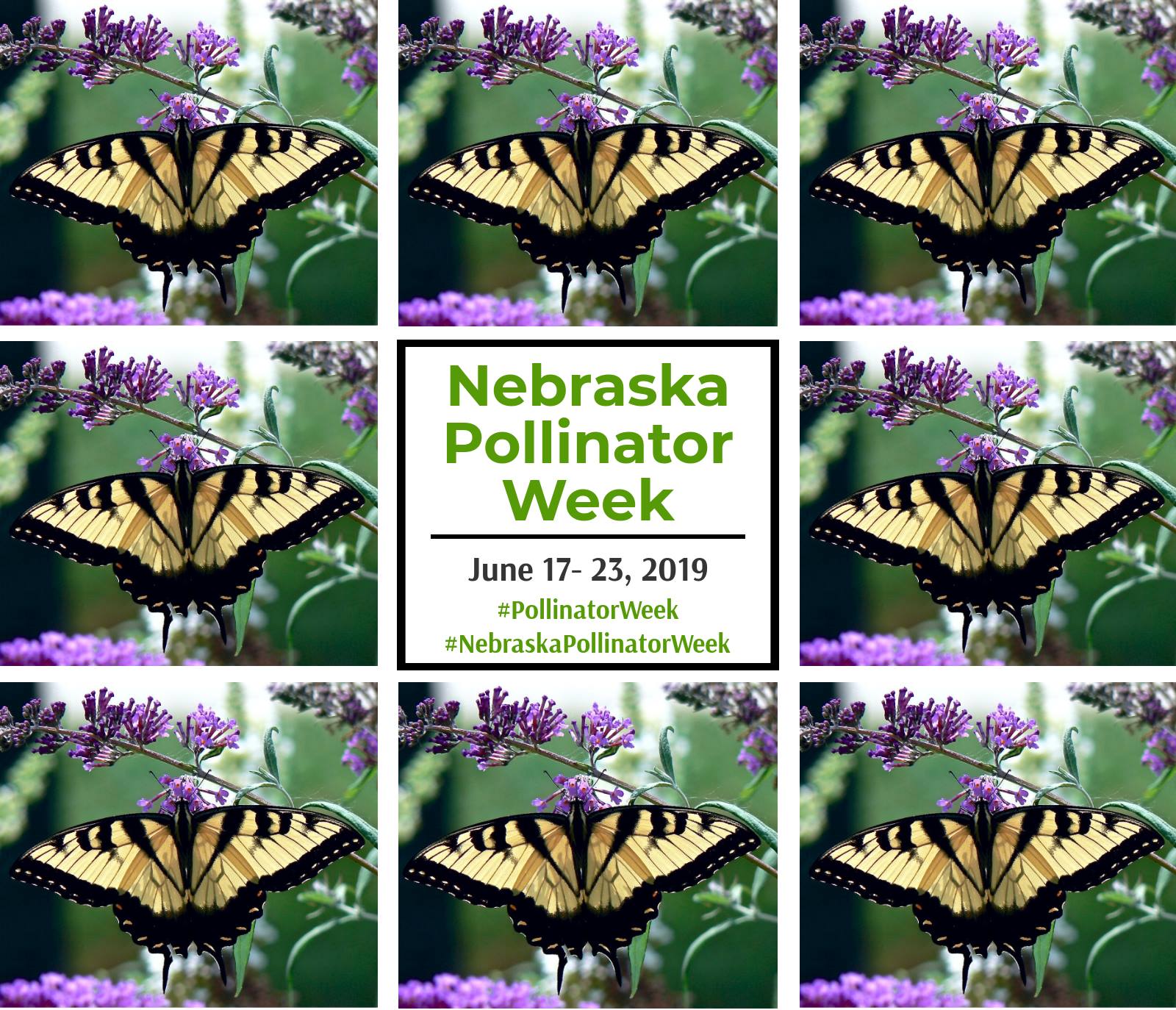 CE: Nebraska Pollinator Week 2019