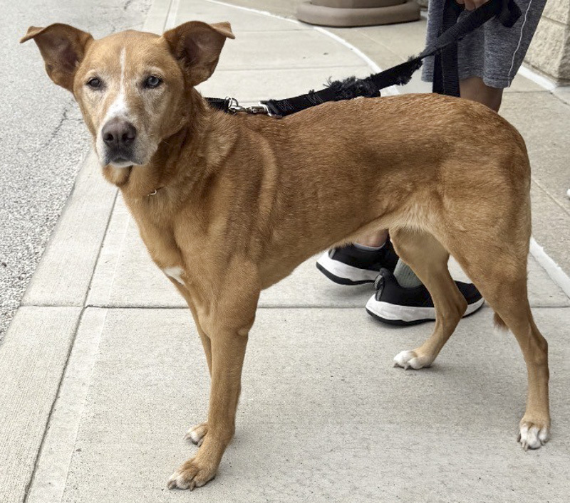 Georgia Peach - ADOPTED